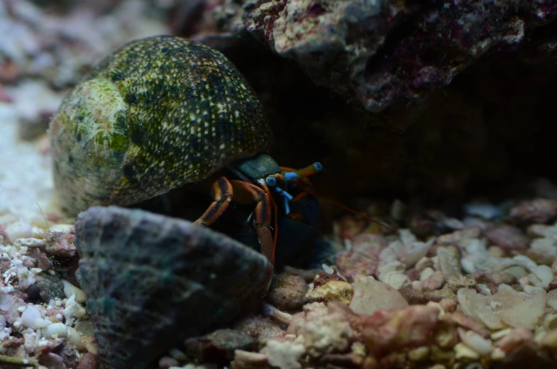 a bug crawling on the bottom of an aquarium
