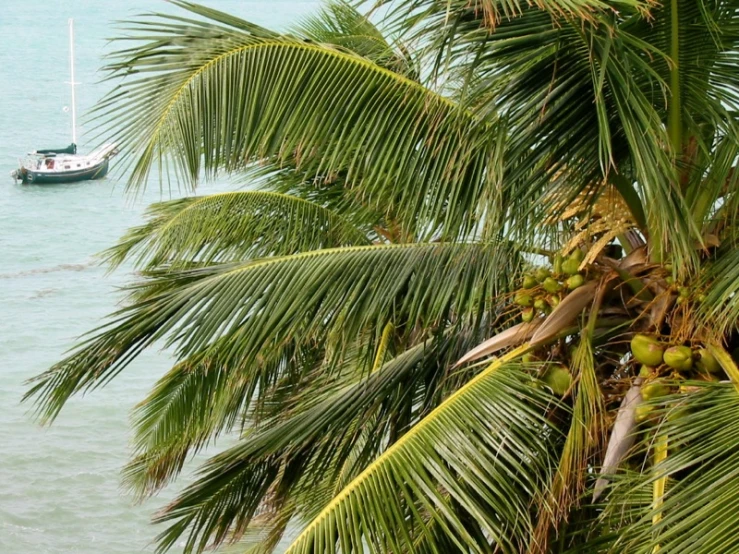 view of boat sailing on the ocean through palm trees