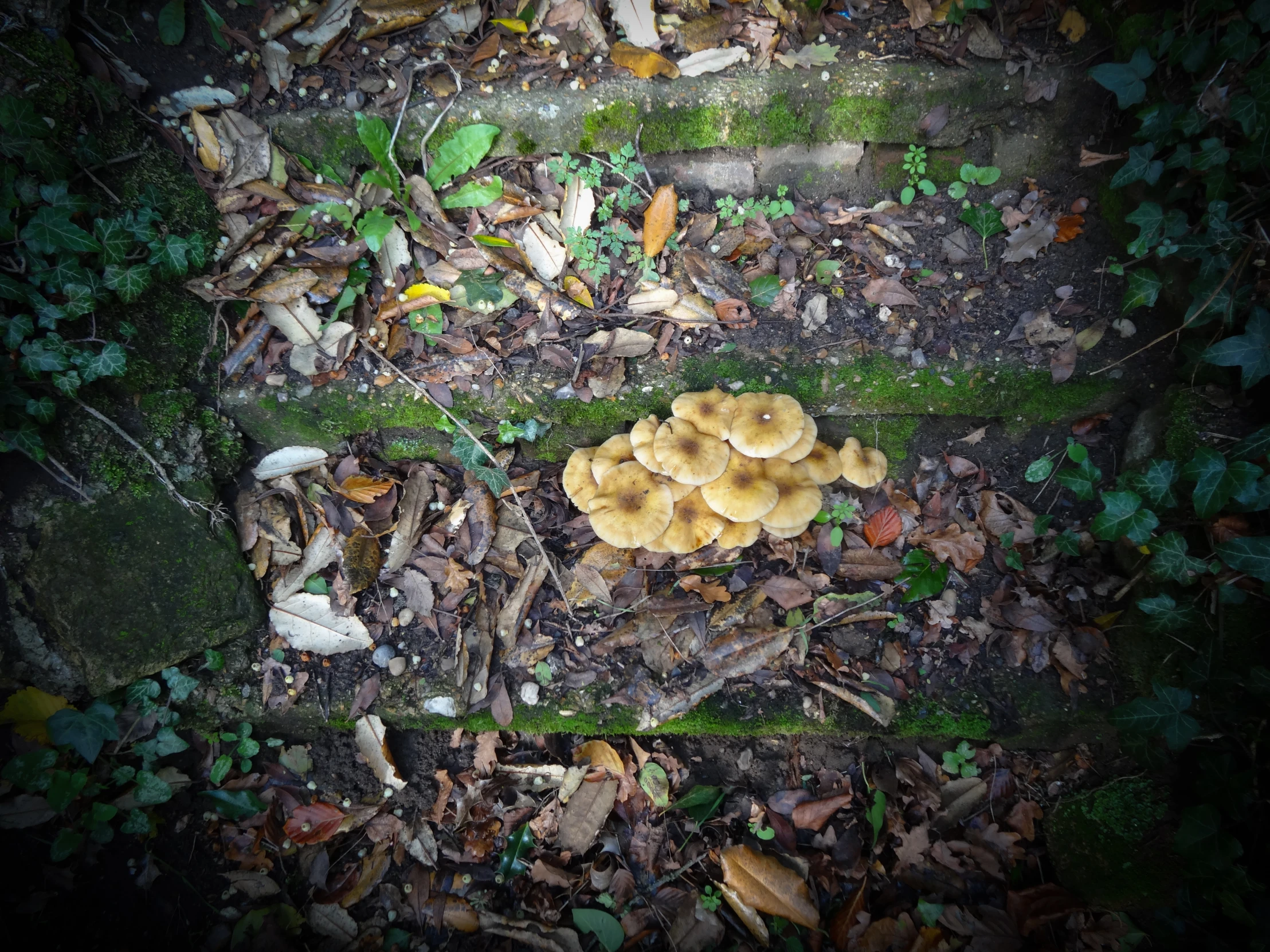 an array of mushrooms lay in the forest