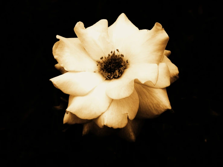 a white flower with a black background