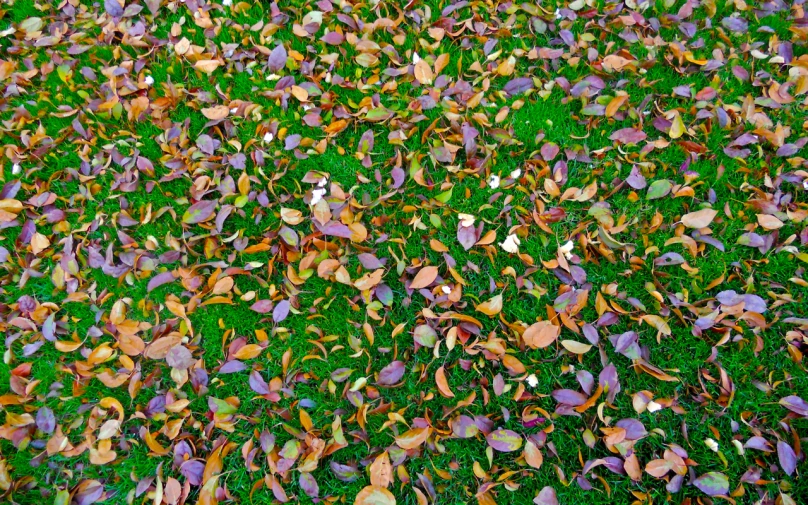 many green leaves scattered together on the ground