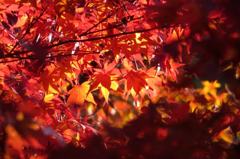 the sun shining through bright, red leaves