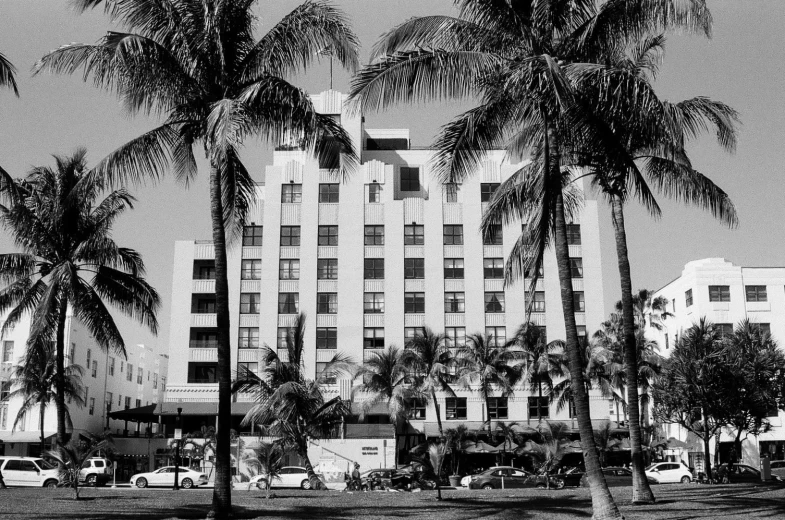black and white pograph of a palm tree lined city