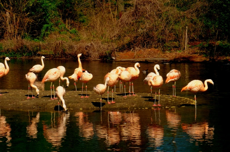 a flock of flamingos are standing on rocks