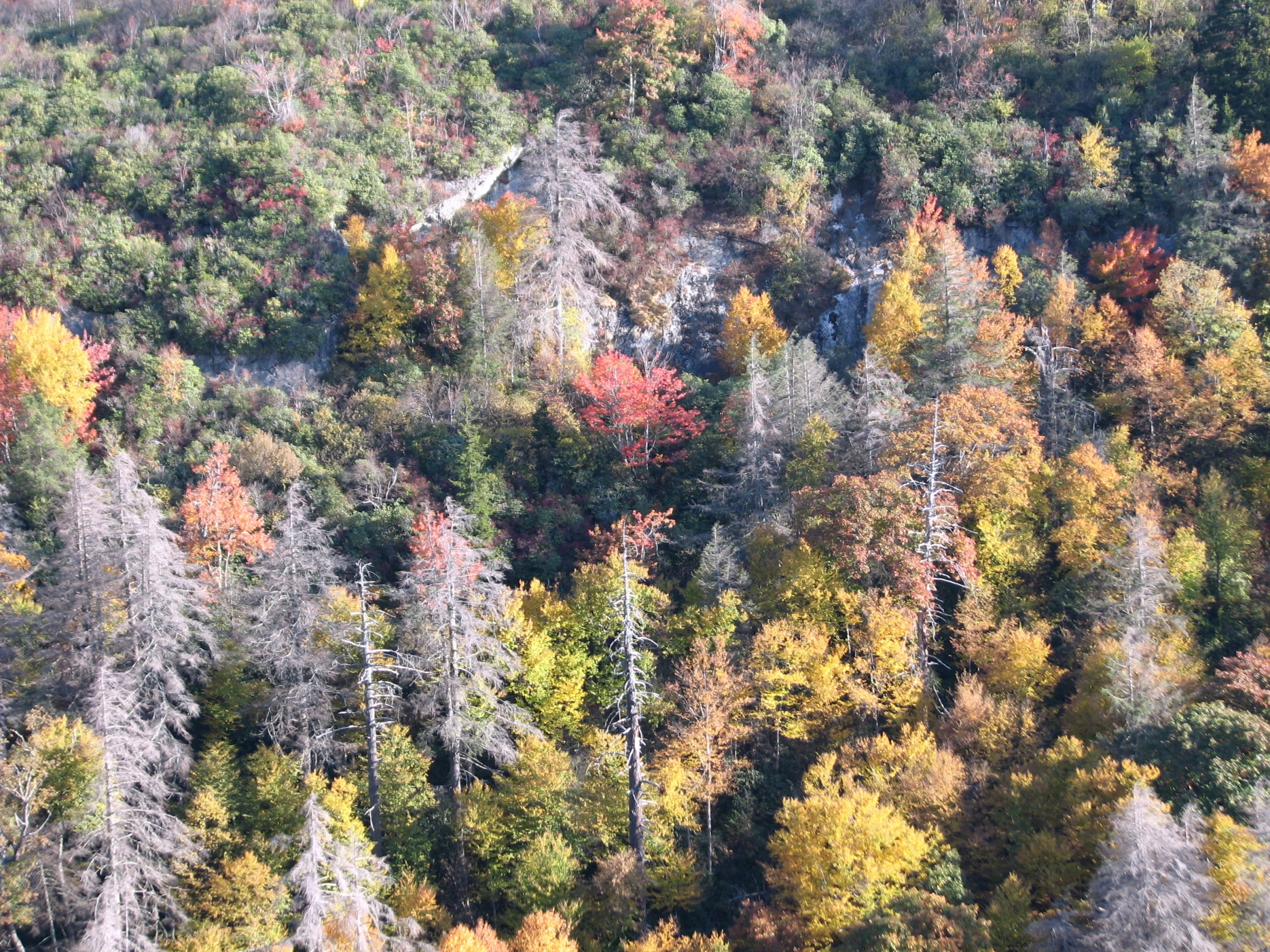 a forest filled with lots of different trees