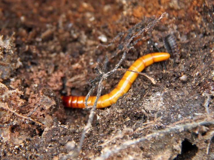 a very cute orange bug that is crawling on some wood