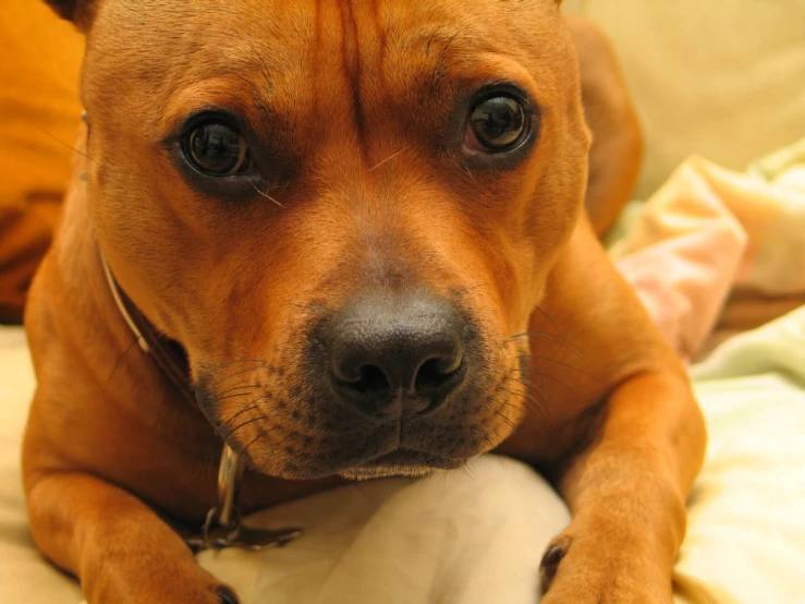 a dog is sitting on the bed with it's paws under its chin