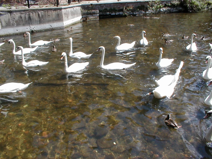 many swans are swimming in the water by itself