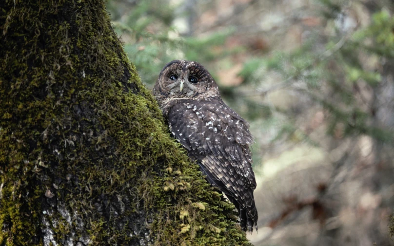 an owl sitting on a mossy tree trunk