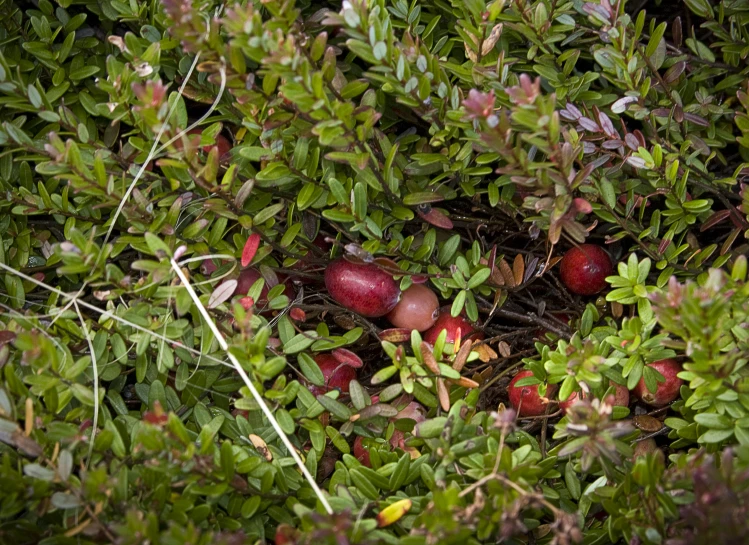 many fruits are lying among the plants on the ground