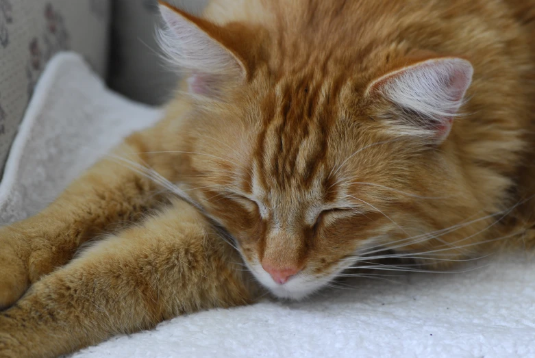 a close up of a cat sleeping on a bed