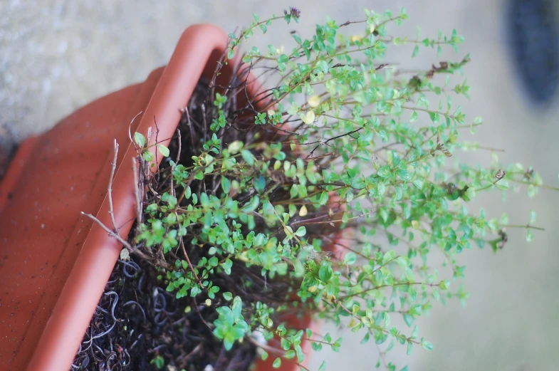 a pot of small green plants with some brown dirt