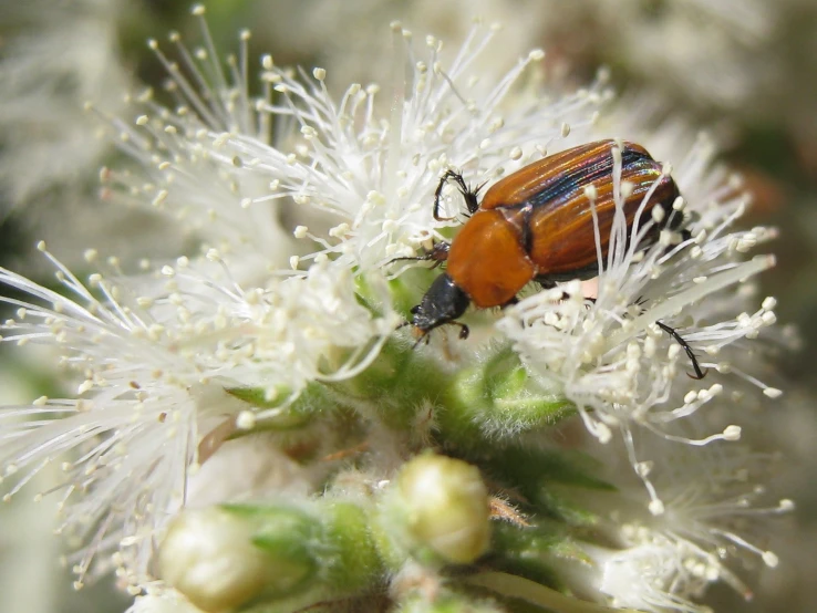 a close - up of a bug on some white flowers