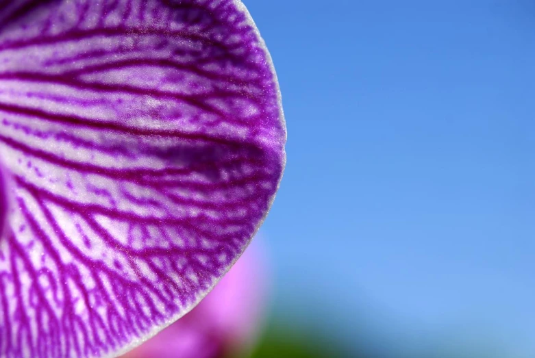 the tip of a purple flower, with blurry purple flowers on one side