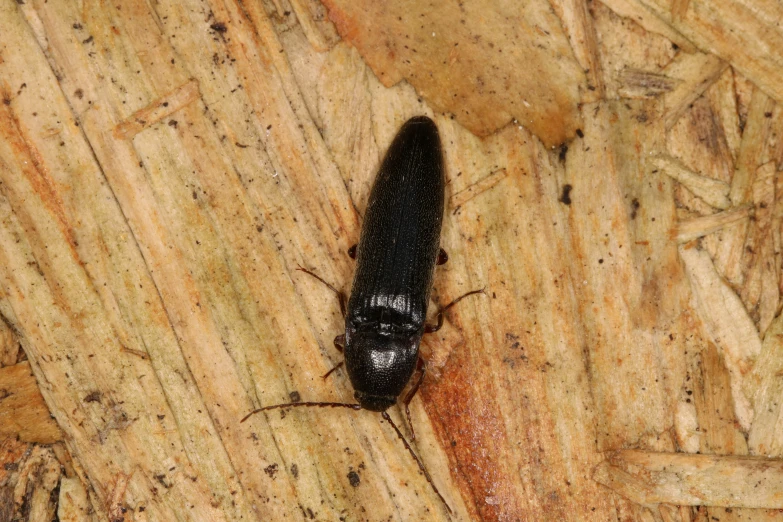 the black bug is sitting on a wood