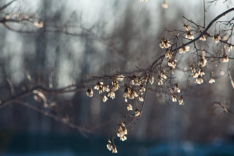 some small white buds hang from the nch of a tree