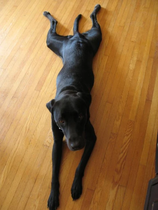 a dog is lying down on the floor