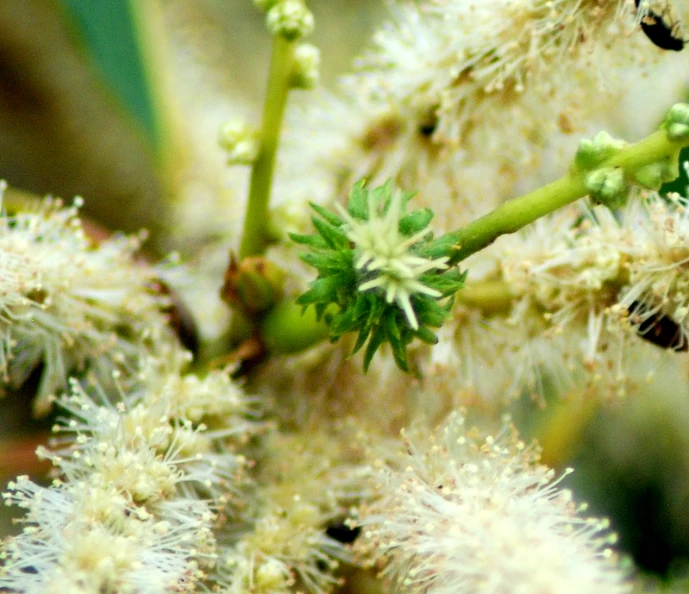 the spiky flowers are in bloom