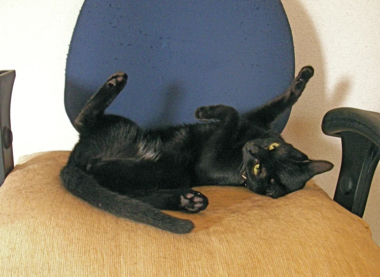 black cat laying on its back in an office chair