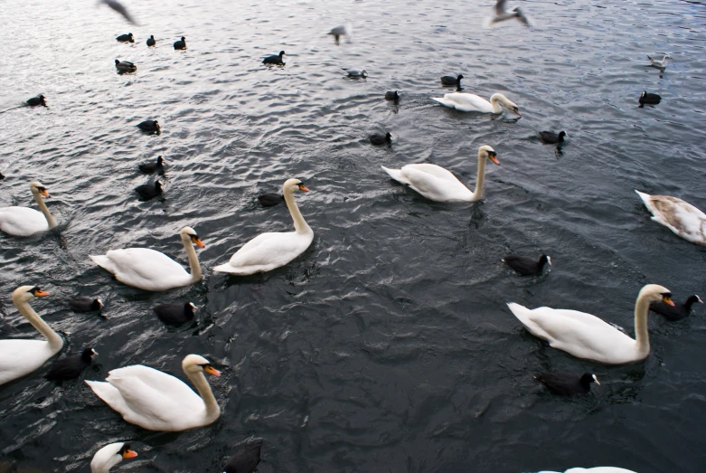 swans and ducks are swimming in the lake