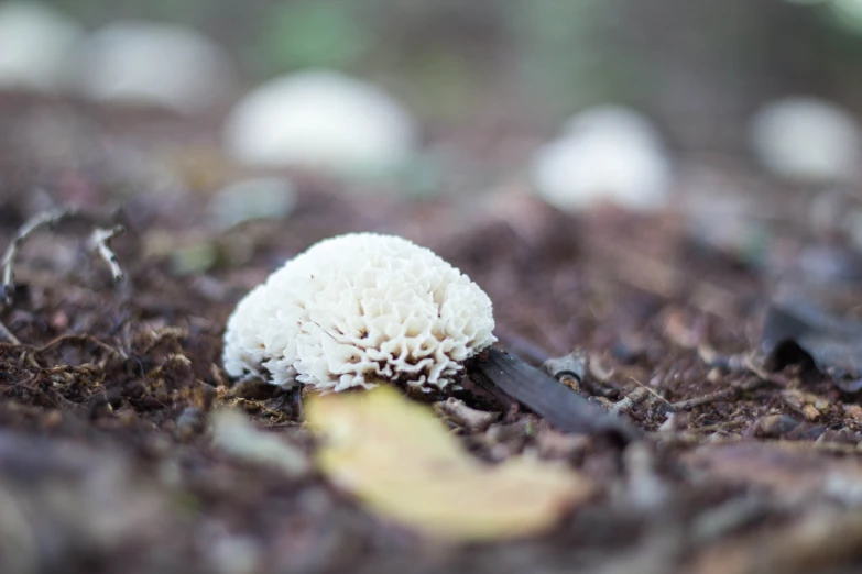 an acornis plant growing out of the ground