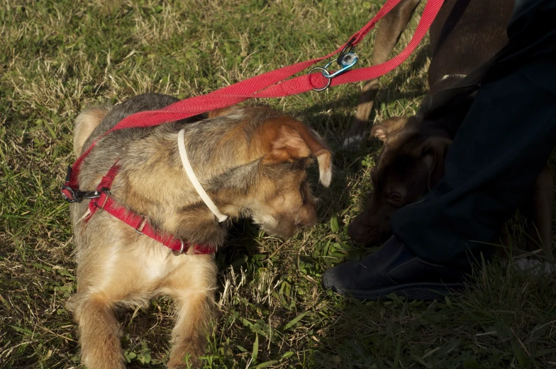 the dog is eating grass by the leash