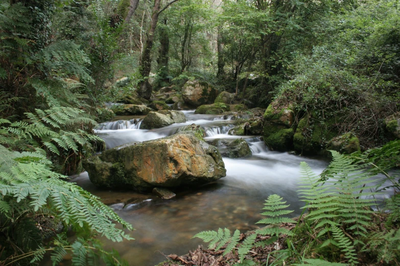 a river surrounded by lush vegetation and rocks