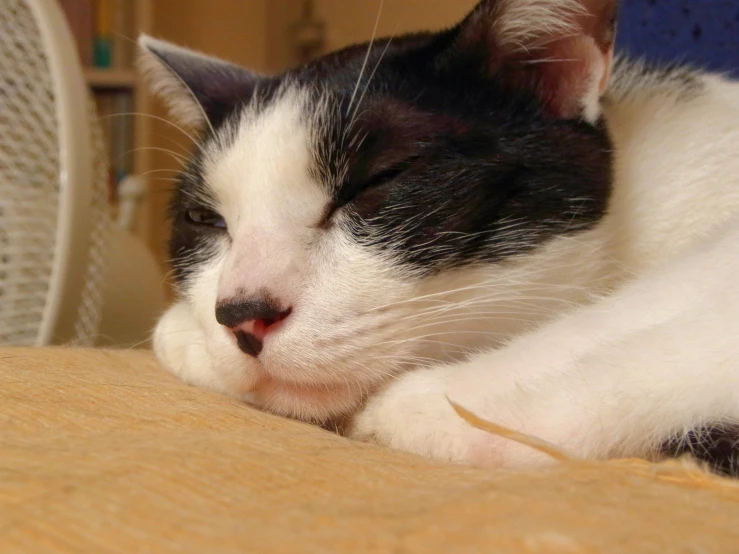 black and white cat sleeping on chair in room