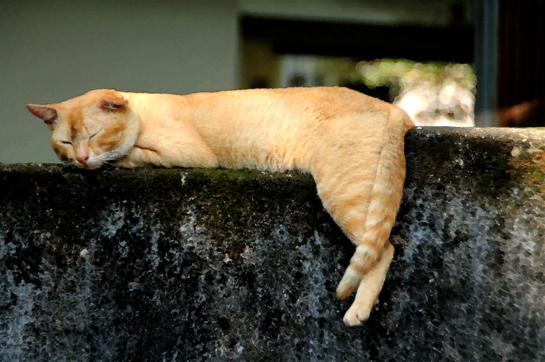 a large orange cat laying on the top of a wall