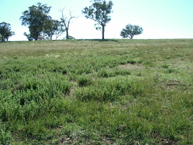 a field that has some trees and grass on it