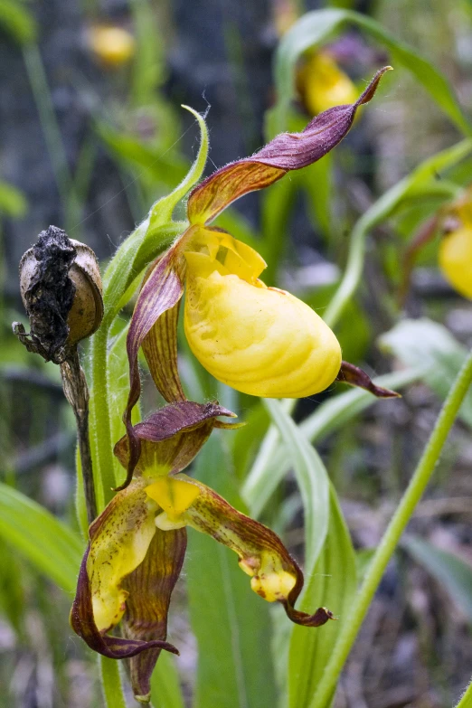 close up of the flowers on a plant