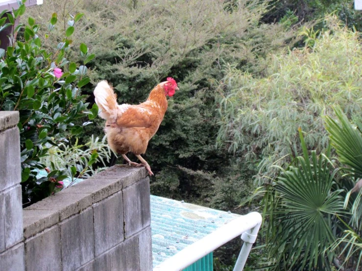 a rooster is standing on top of a wall