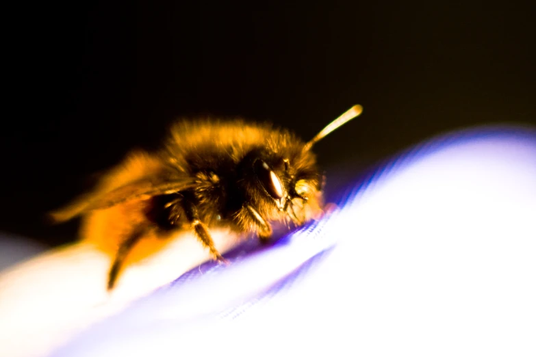 a small bee sitting on top of a table
