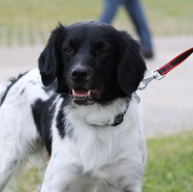 a black and white dog with its leash in his mouth