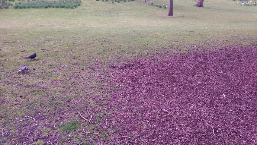 a bird walks on the ground near trees