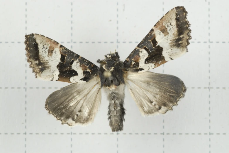 an insect on a white surface next to a graph paper