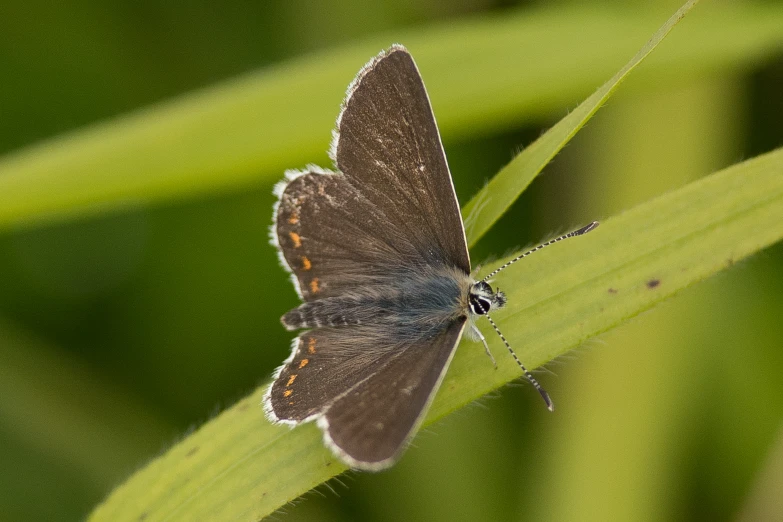 a brown and white erfly is resting on a green blade