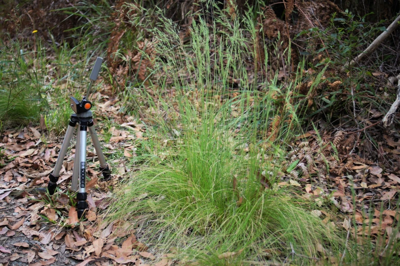 a bicycle  to a small post is surrounded by leaf