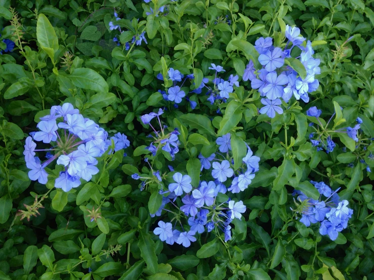 flowers bloom in the tall green plants