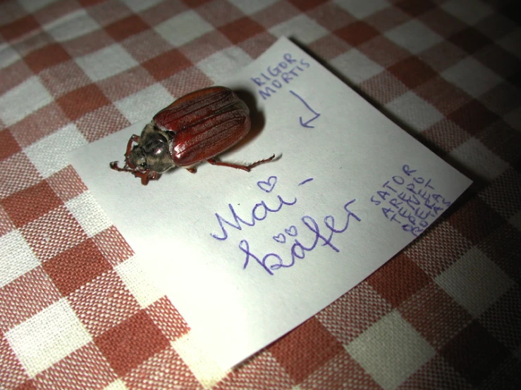 there is a note that has a beetle on it