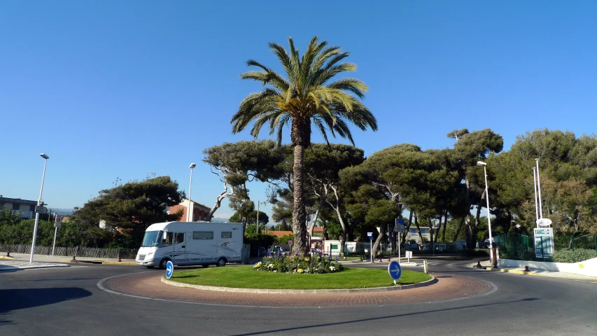 a palm tree in front of a white van