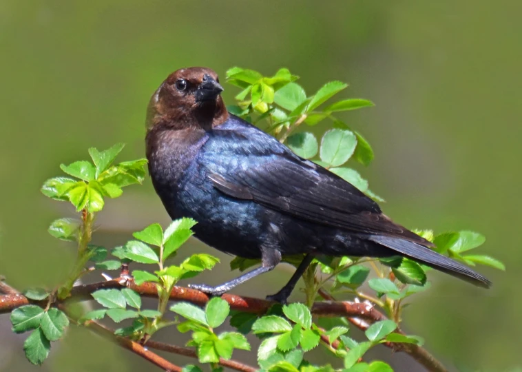 a black bird is sitting on a nch