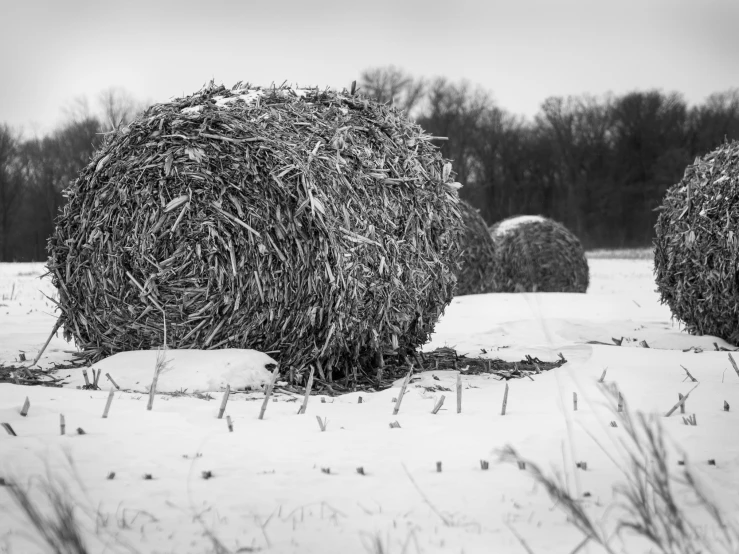 an image of snow covered hay ball in the field