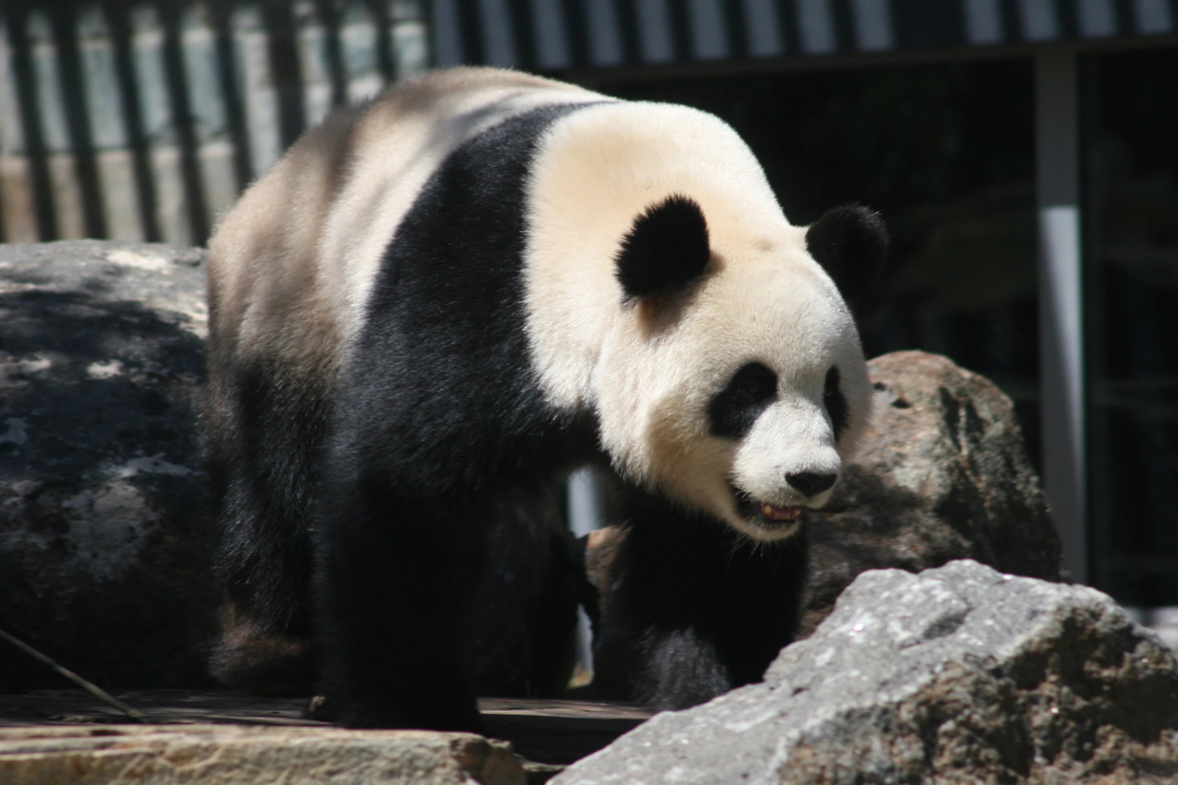 panda bear walking on rocks in zoo enclosure