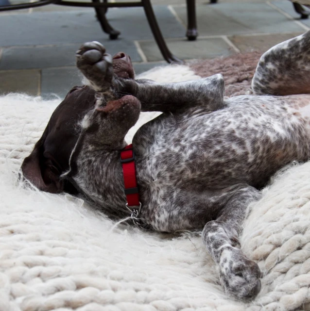 a dog laying on its back on a blanket