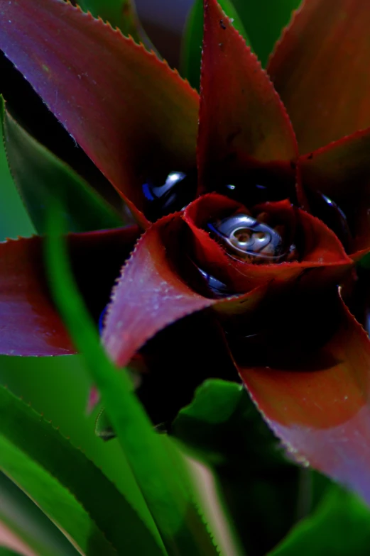 the flower is close up and has water droplets