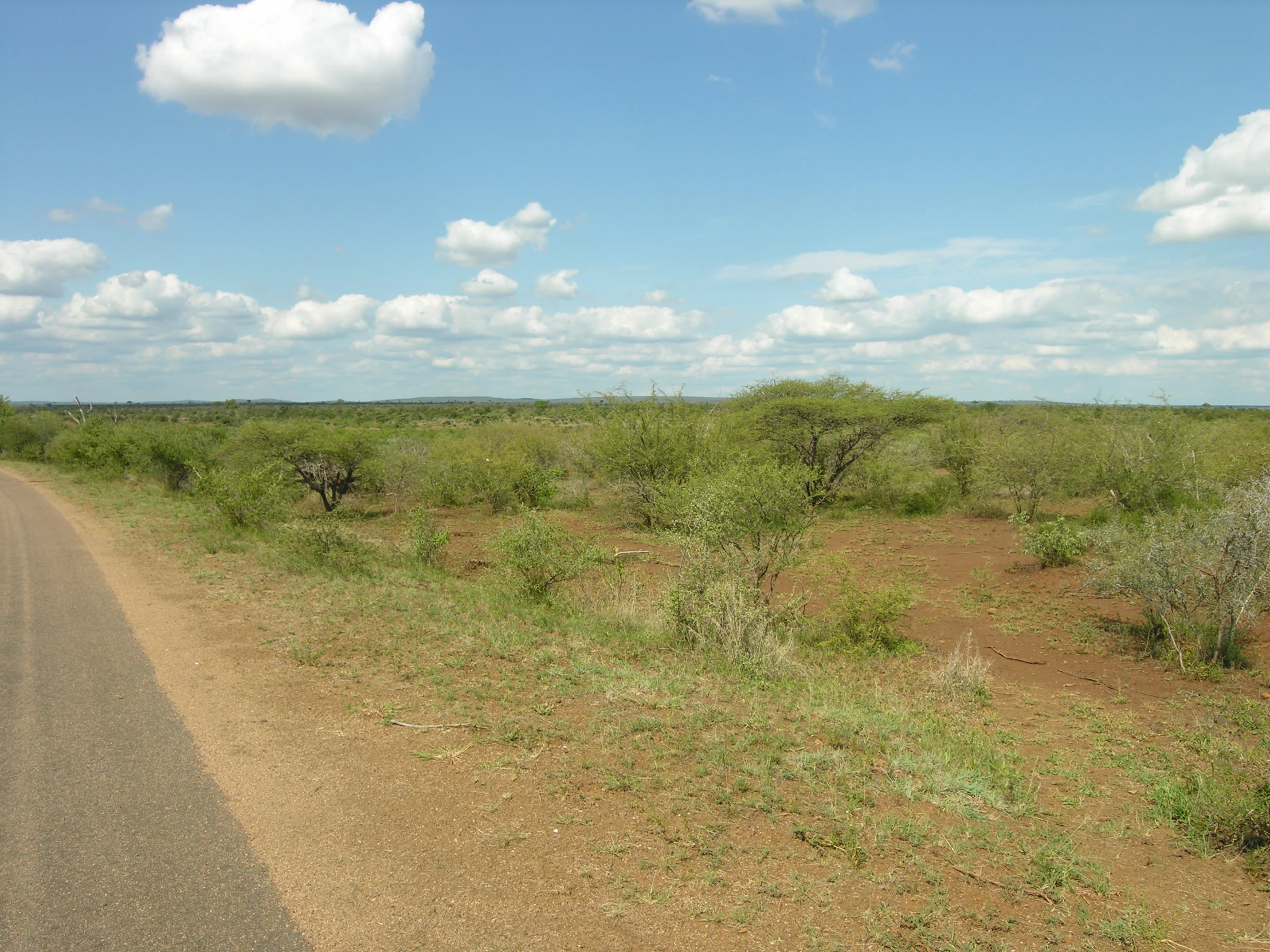 a dirt road stretches through grass and bushes