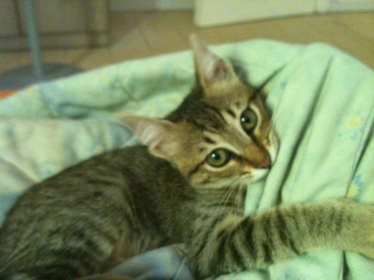 this kitten is laying down on the blanket