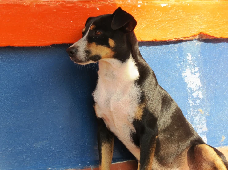a dog sitting in front of a colorful wall