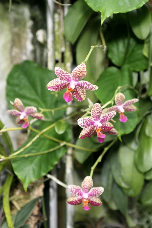 a close up of pink flowers with leaves in the background